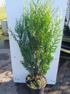 Thuja plicata Atrovirens ( Reuzenlevensboom )|ohgreen Clearance