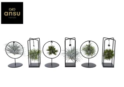 Tillandsia mix s|ohgreen Online