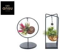 Tillandsia Shelly mix (luchtplantje)|ohgreen Clearance