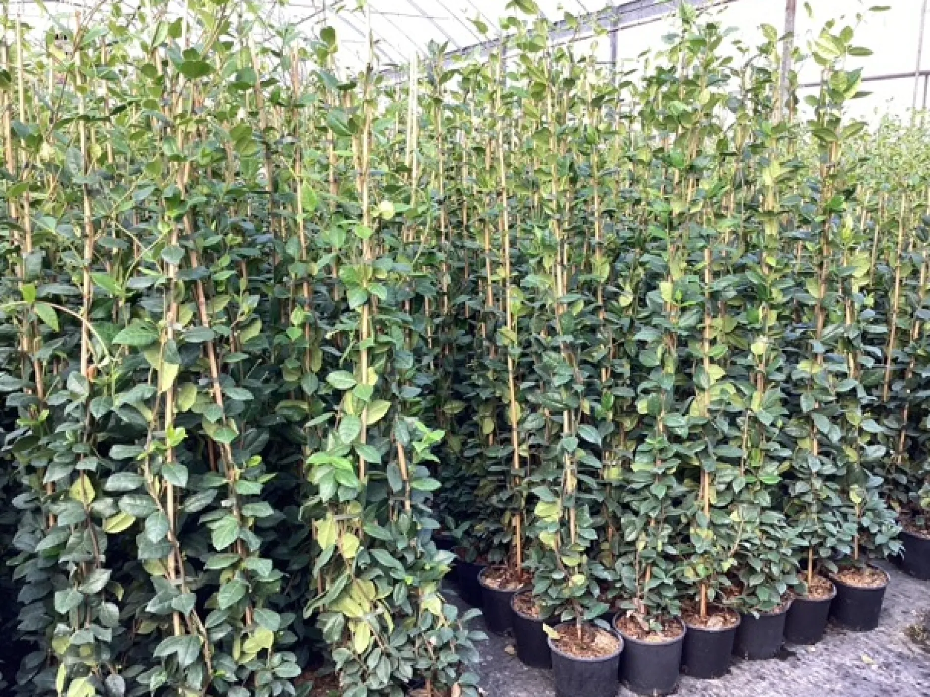 Trachelospermum jasminoides ( Sterjasmijn )|ohgreen Outlet