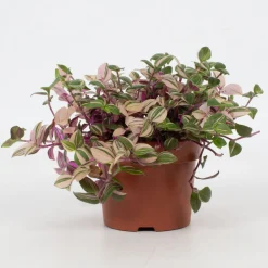 Tradescantia fluminensis Quadricolor ( Vaderplant )|ohgreen Hot