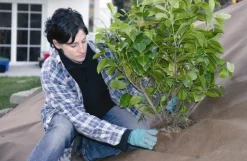 Tuindoek gold 1,15x10m 125g/m²|ohgreen Online