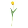 Tulipa|ohgreen Discount