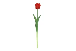 Tulipa|ohgreen Best