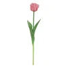 Tulipa|ohgreen Clearance