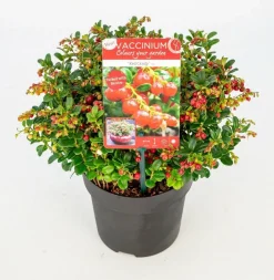 Vaccinium vitis idaea ' red candy' - rode bosbes, vossenbes, hondsbes|ohgreen Discount