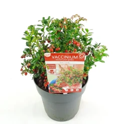 Vaccinium vitis idaea ' red candy' - rode bosbes, vossenbes, hondsbes|ohgreen Discount