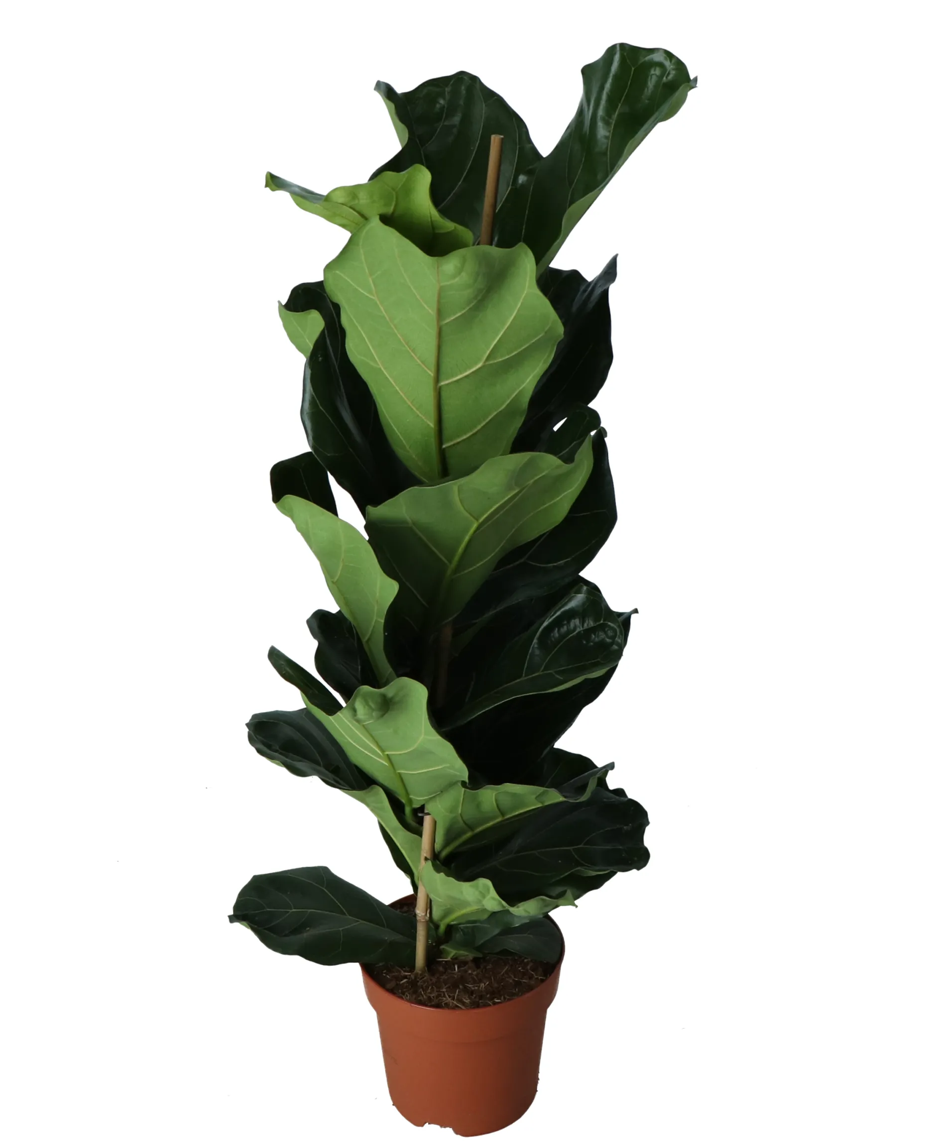 Vioolbladplant (Ficus lyrata)|ohgreen Outlet