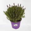 Vlinder lavendel p14|ohgreen Best