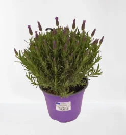 Vlinder lavendel p14|ohgreen Best