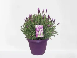 Vlinder lavendel p25|ohgreen Clearance