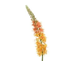 Vossenstaart|ohgreen Best