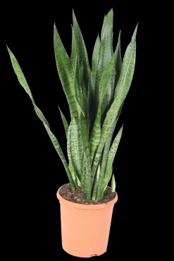 Vrouwentongen 'Sanseviera trifasciata "Laurentii"|ohgreen Hot