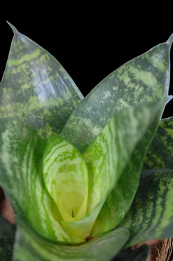 Vrouwentongen 'Sanseviera trifasciata "Laurentii"|ohgreen Hot