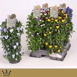 Wanderellaa viola corn p15 h50|ohgreen Best