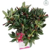 Weigela florida Wine & Roses ( Alexandra )|ohgreen Clearance