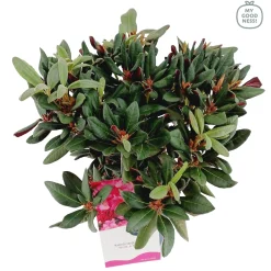 Weigela florida Wine & Roses ( Alexandra )|ohgreen Clearance