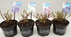 Witte hortensia p17|ohgreen New