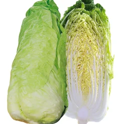 Zaden: andijvie pain de sucre|ohgreen Clearance