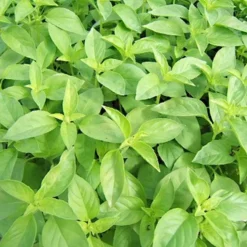 Zaden: basilicum citronella|ohgreen Outlet