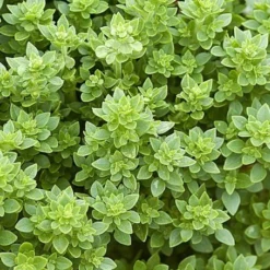 Zaden: basilicum griek|ohgreen Sale