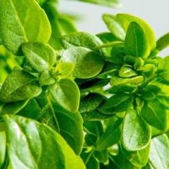 Zaden: basilicum groen fijn|ohgreen