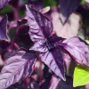 Zaden: basilicum purper|ohgreen New