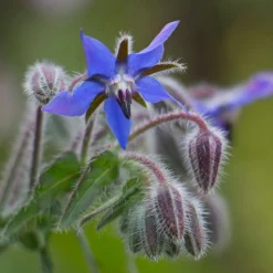 Zaden: bernagie|ohgreen Sale