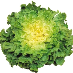 Zaden: breedbladige andijvie reusachtige groentetuinvrouw|ohgreen Online