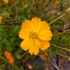 Zaden: cosmos oranje|ohgreen Sale