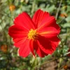 Zaden: cosmos red junny|ohgreen Outlet