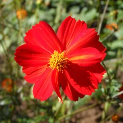 Zaden: cosmos red junny|ohgreen Outlet