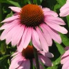 Zaden: echinacea purpurea|ohgreen Online