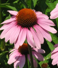 Zaden: echinacea purpurea|ohgreen Online