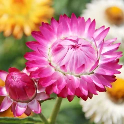 Zaden: goudstrobloem|ohgreen Sale