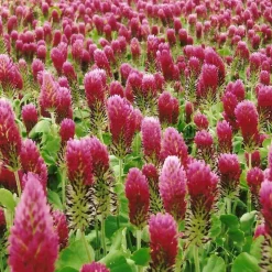 Zaden: incarnaatklaver (groenbemester)|ohgreen Outlet