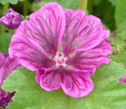 Zaden: kaasjeskruid (malva)|ohgreen New