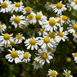 Zaden: kamille matricaria|ohgreen Discount