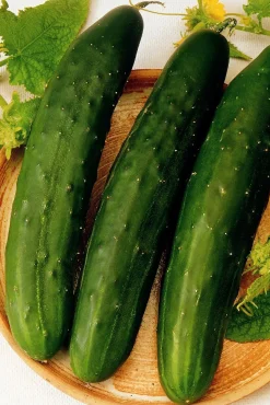 Zaden: komkommer vert long maraicher|ohgreen New