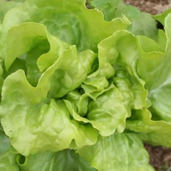 Zaden: kropsla (lente-) express|ohgreen Sale