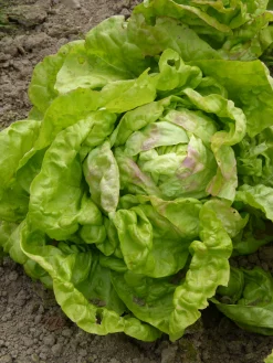 Zaden: kropsla (lente-) reine de mai|ohgreen Outlet