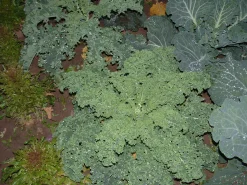 Zaden: krulkool westlandse winter|ohgreen New