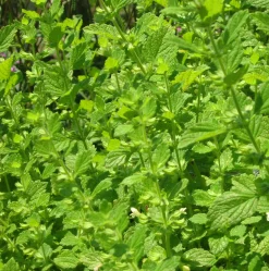 Zaden: melisse|ohgreen Best