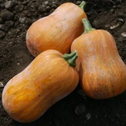 Zaden: muskaatpompoen honeynut|ohgreen Discount