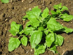 Zaden: nieuwzeelandse spinazie|ohgreen Clearance