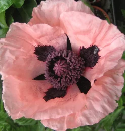 Zaden: papaver enkele roze|ohgreen Hot