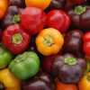 Zaden: paprika mini bell mix|ohgreen Discount