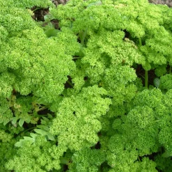 Zaden: peterselie gekruld dwerg mousse 2|ohgreen Best
