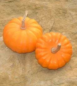 Zaden: pompoen jack be little|ohgreen Outlet