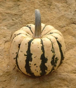 Zaden: pompoen patidou sweet dumpling|ohgreen Discount